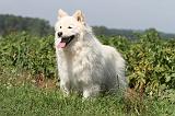 CHIEN FINNOIS DE LAPONIE 645